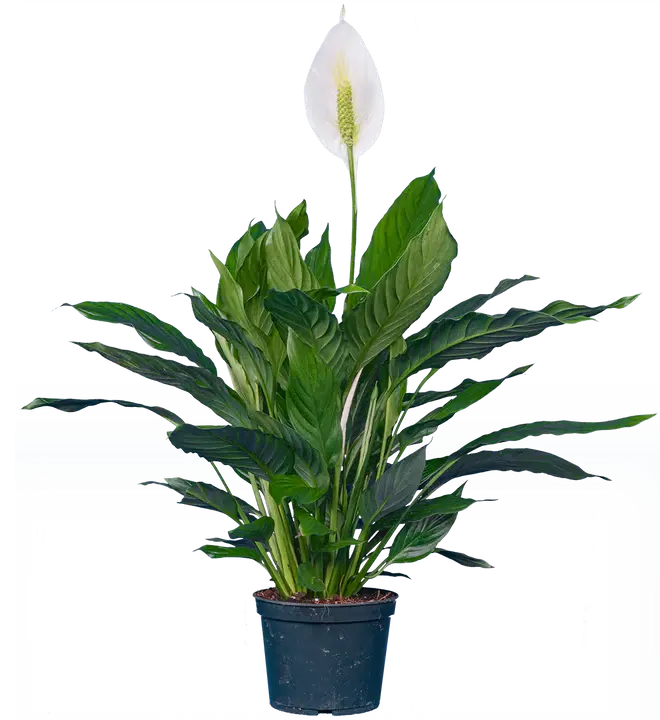 Peace Lily (Spathiphyllum)